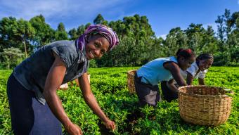 agriculture work