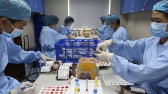 People testing blood samples