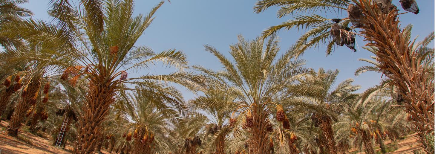 date trees