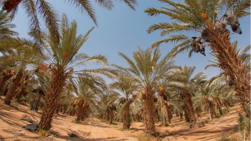 date trees