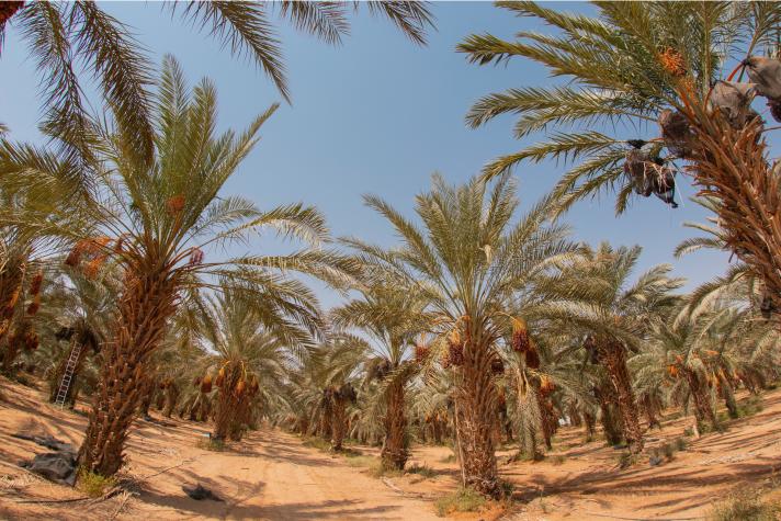 date trees