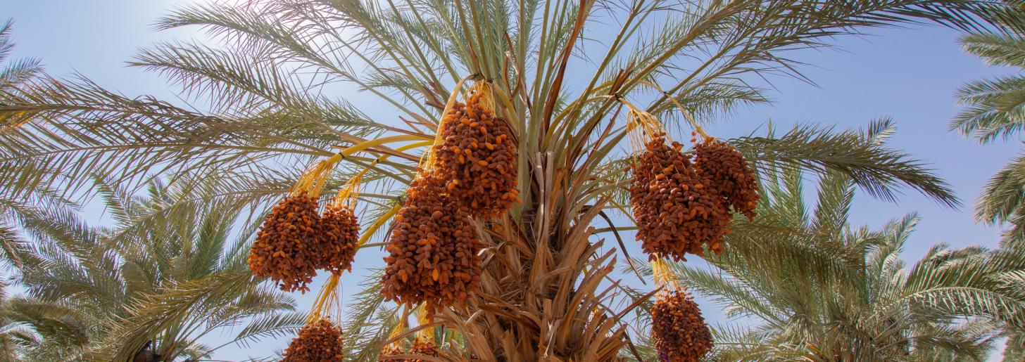 a date tree