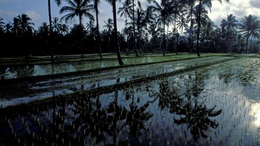 Indonesia