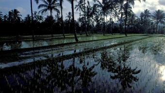 Indonesia
