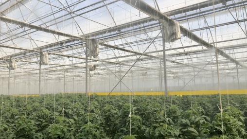 Greenhouse, Vegetables, Flowers, Agricultural engineering, Crop, Grow