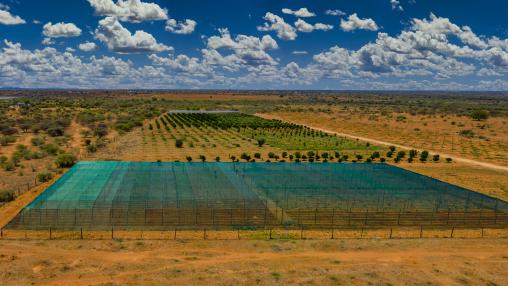 Agribusiness