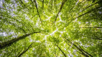 Climate Action