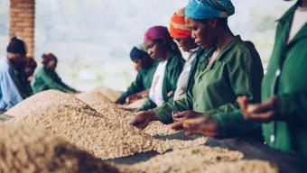 Workers sort coffee beans by hand on long drying tables at a coffee processing facility.