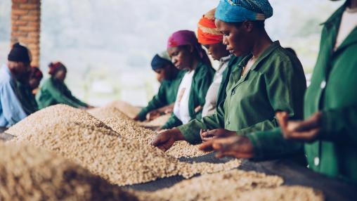 Workers sort coffee beans by hand on long drying tables at a coffee processing facility.