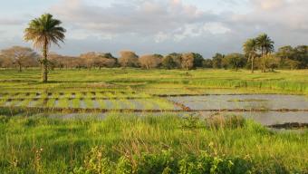 A landscape near of Diouloulou with rice crops in the region of Casamance, Senegal