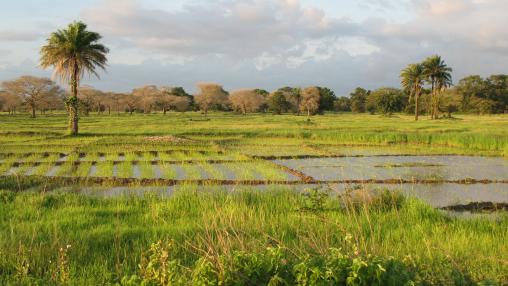 A landscape near of Diouloulou with rice crops in the region of Casamance, Senegal