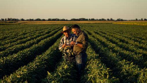 Two farmers in a field examining soy crop at sunset.