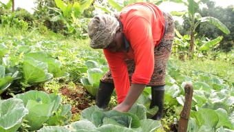  A woman smallholder farmer from rural Kenya tends to growing cabbages at her farm.