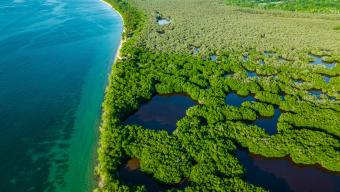 Aerial view of mangrove forests and the Caribbean Sea in Rincon del Mar, Sucre, Colombia