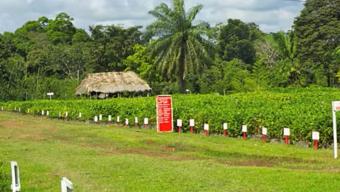 Growing Bamboo, Sustaining Community video