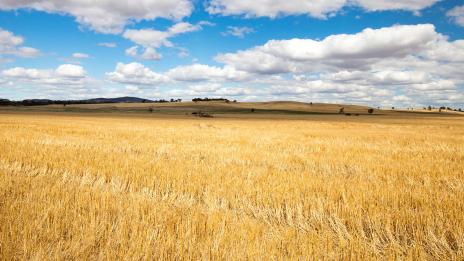 wheat field