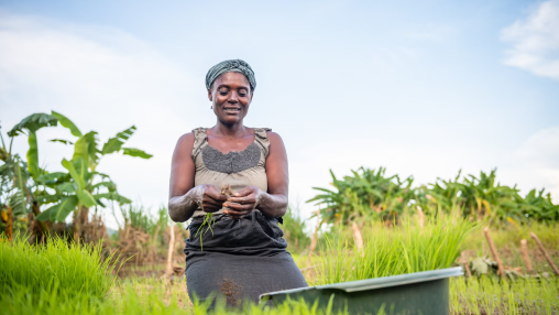 A female farmer harvesting crops manually.